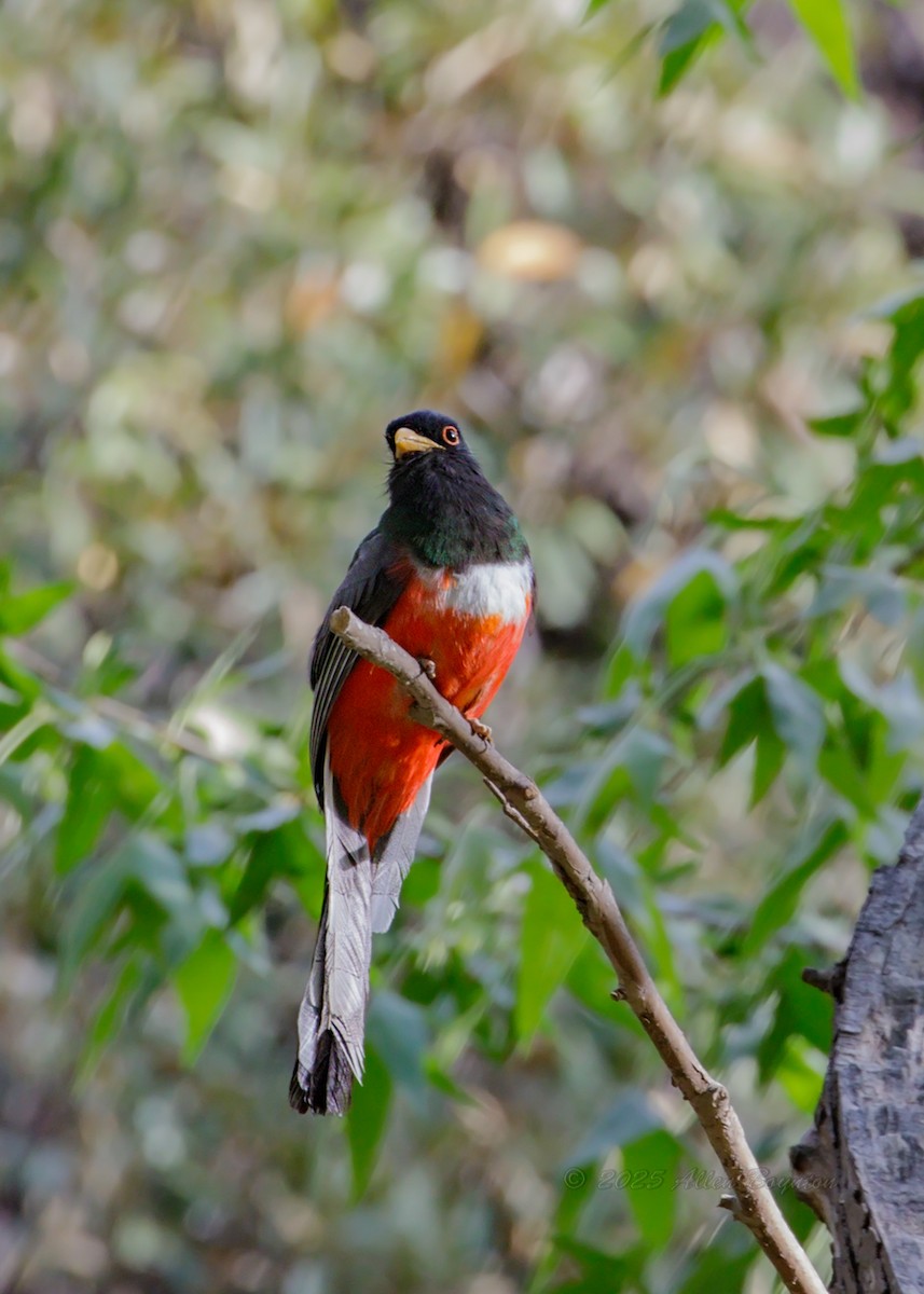 Coppery-tailed Trogon - ML642457755