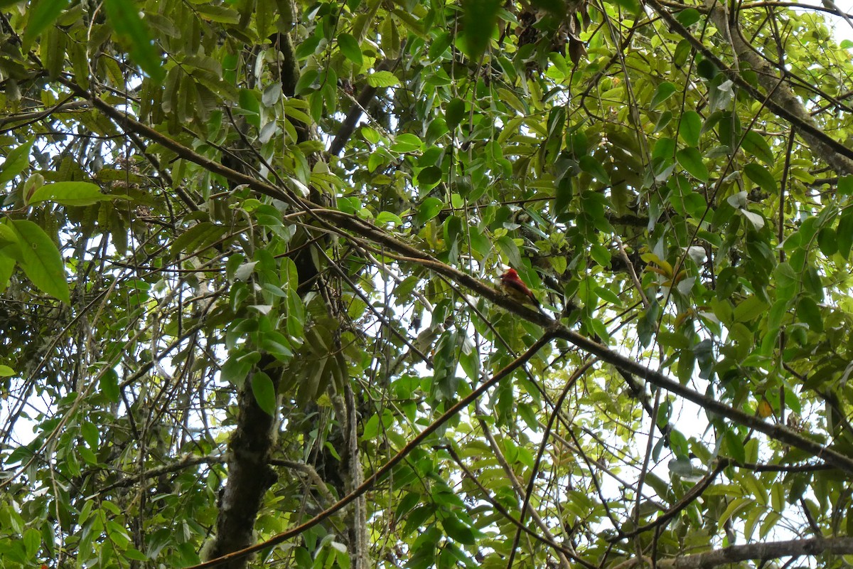 Crimson-mantled Woodpecker - ML642457757