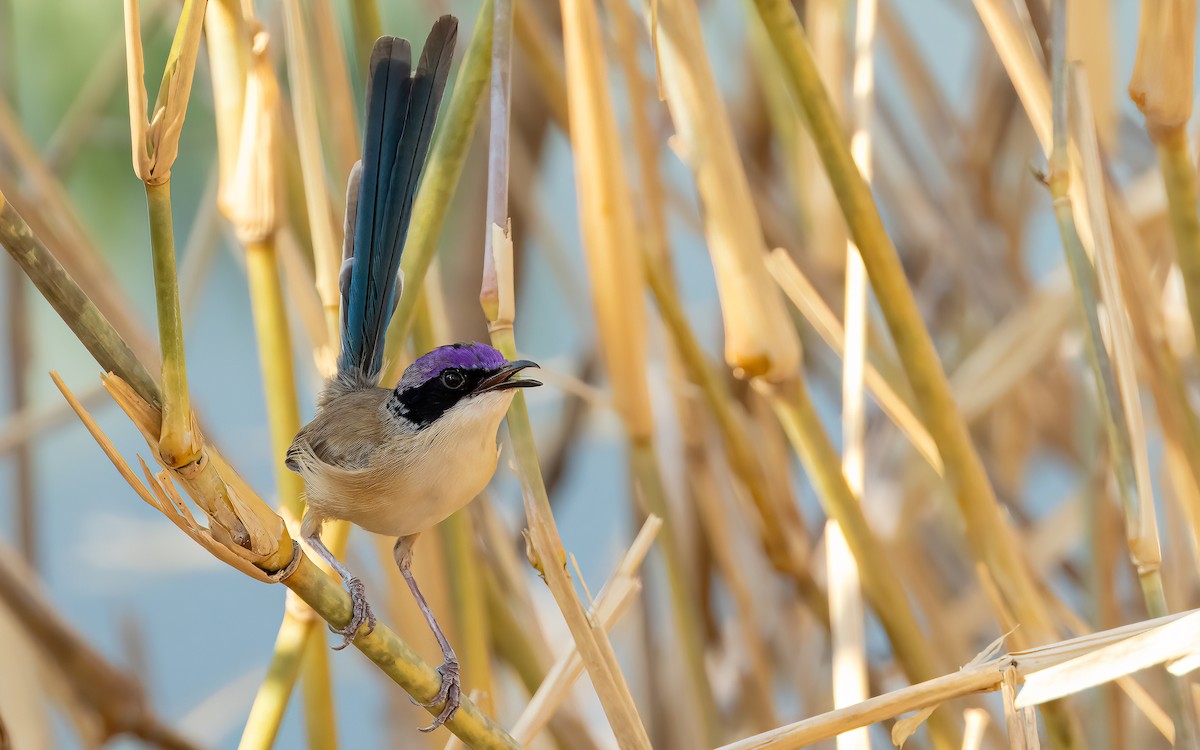 Purple-crowned Fairywren - ML642457785