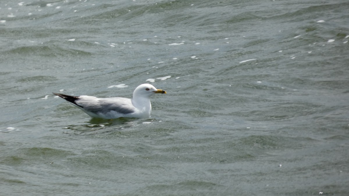 クロワカモメ - ML642457791