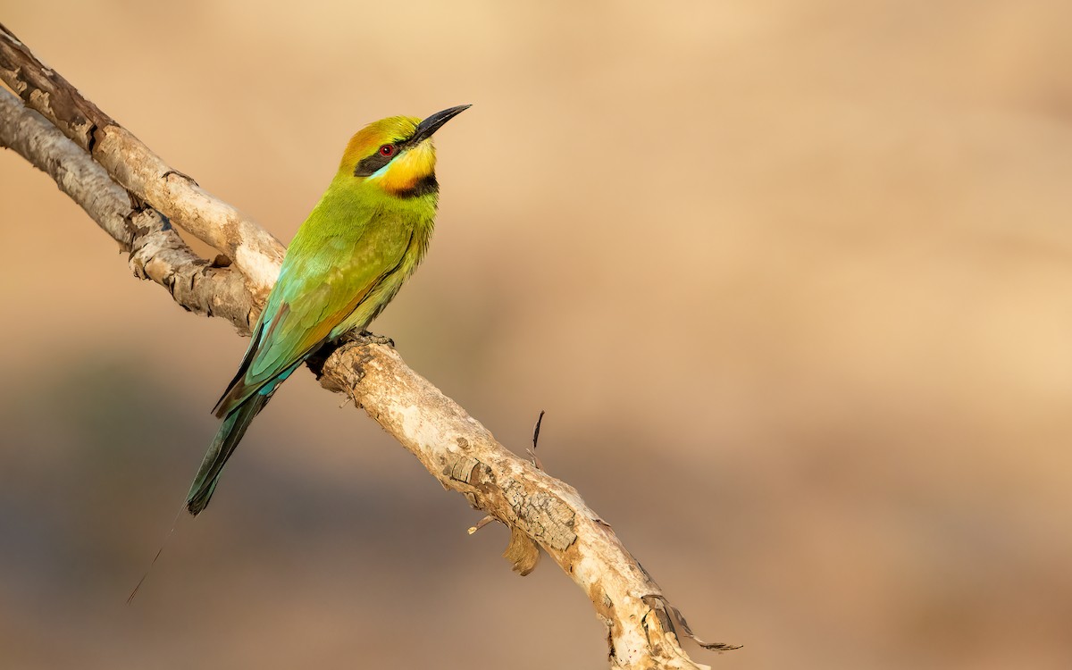 Rainbow Bee-eater - ML642457809