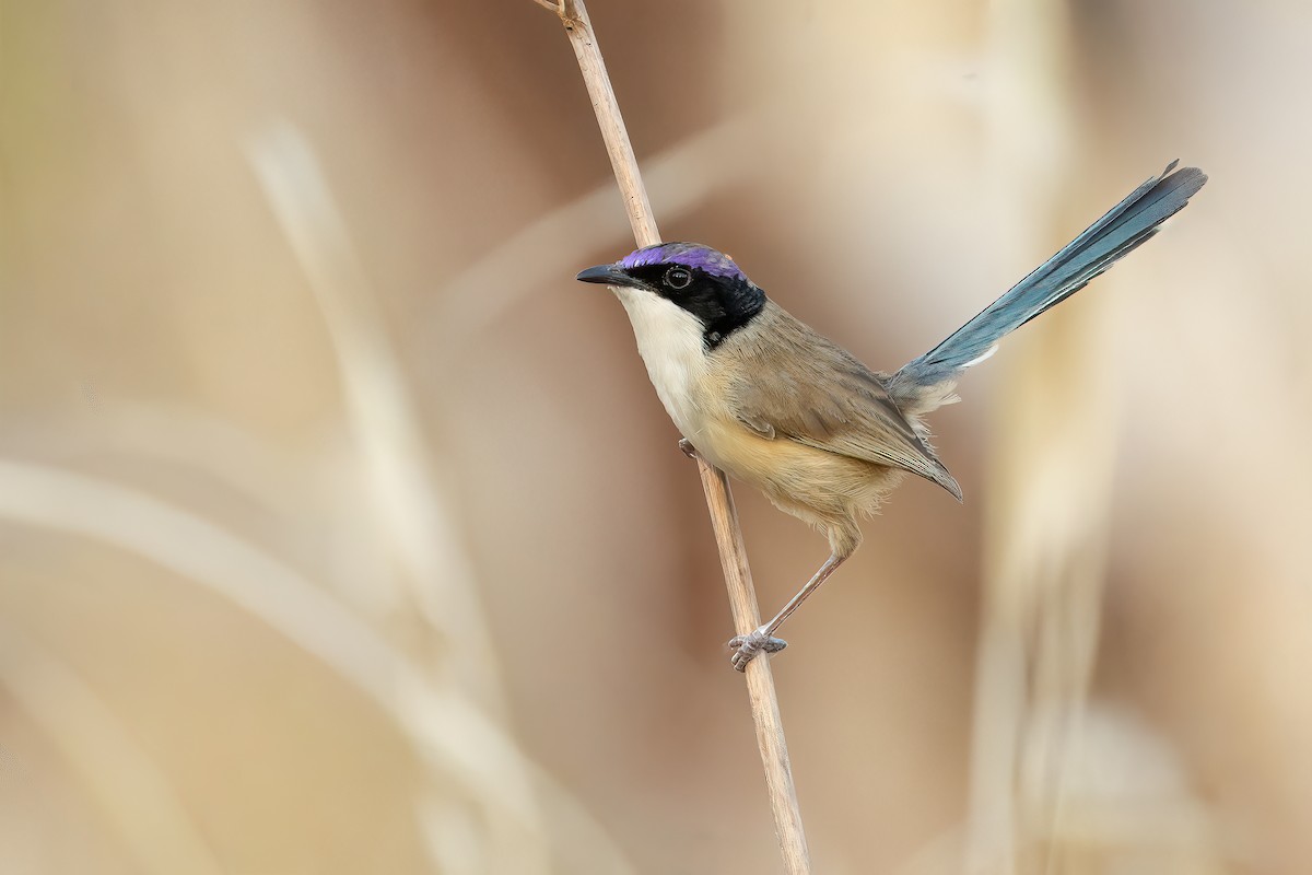 Purple-crowned Fairywren - ML642457816