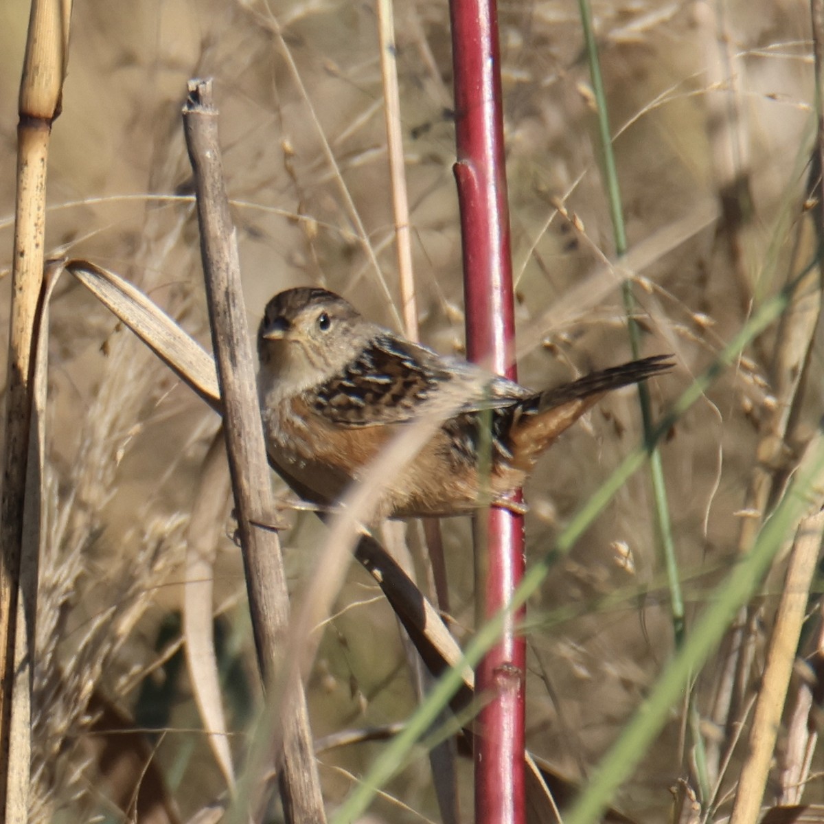 Sedge Wren - ML642457818