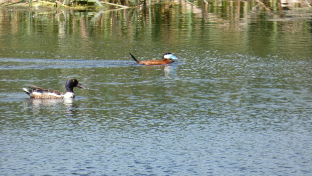 Northern Shoveler - ML642457819
