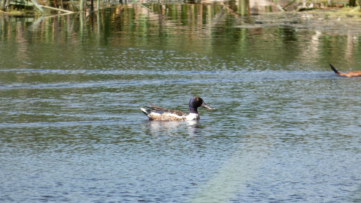 Northern Shoveler - ML642457820