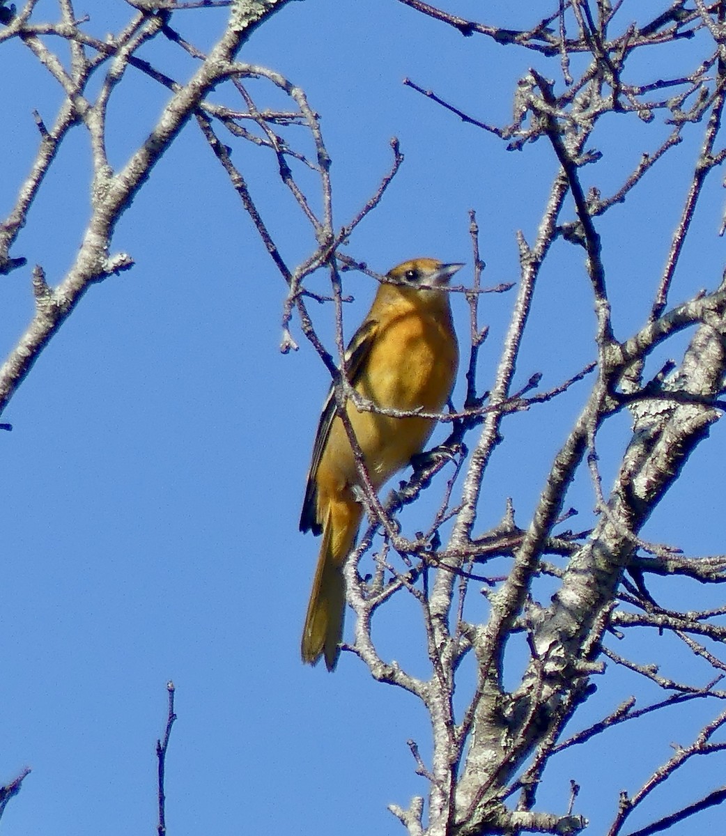 Baltimore Oriole - ML642457821