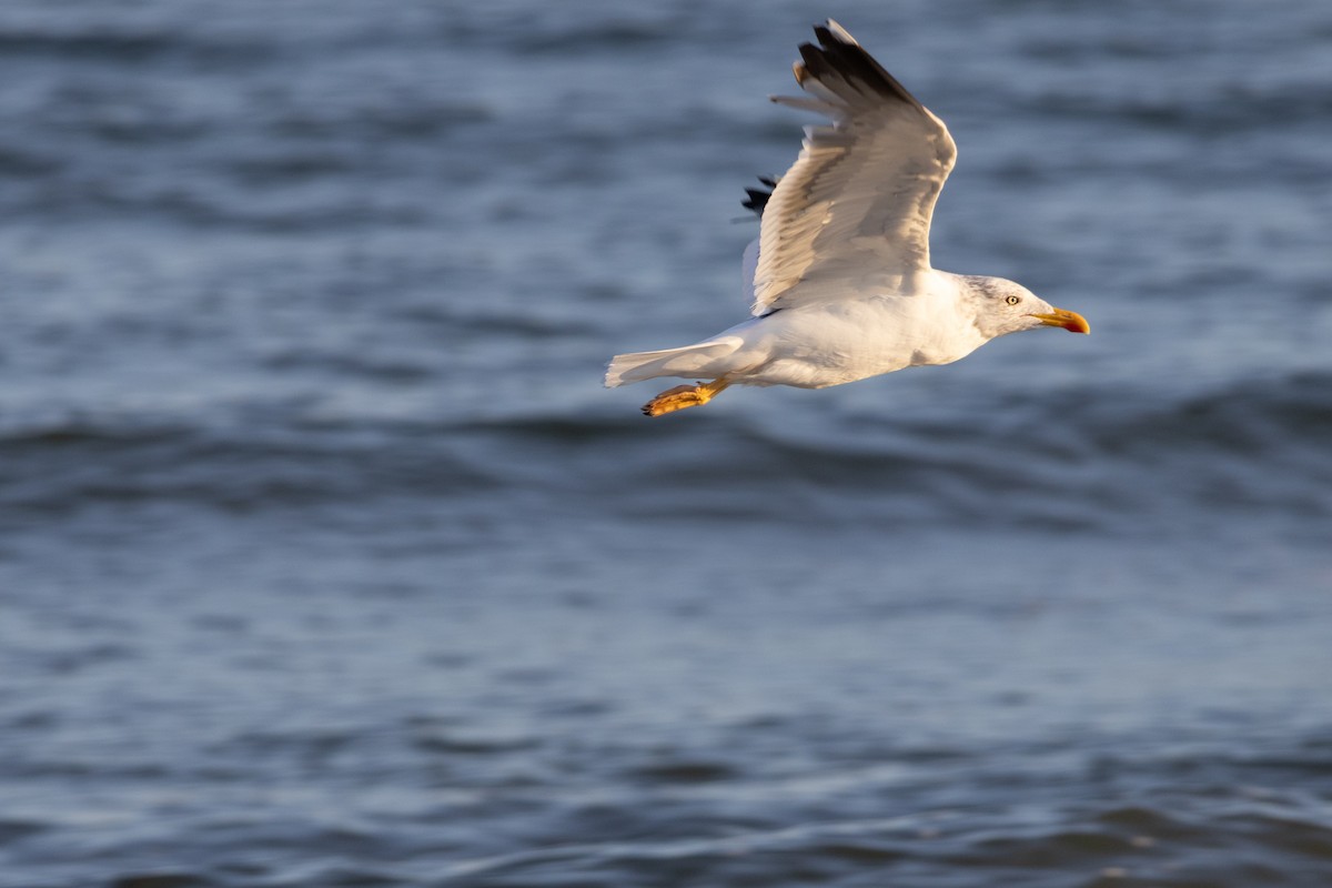 Lesser Black-backed Gull - ML642457822