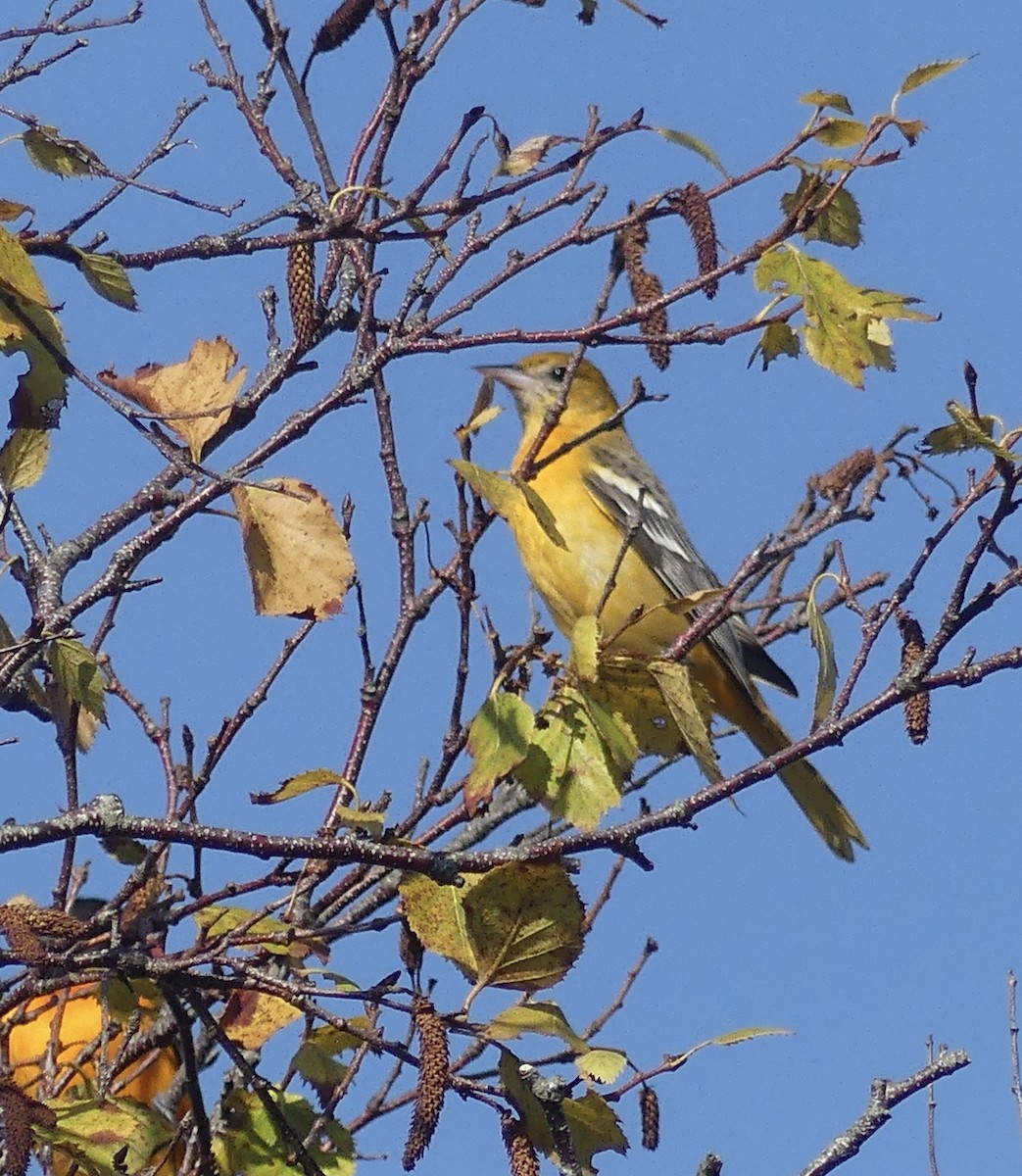 Baltimore Oriole - ML642457825