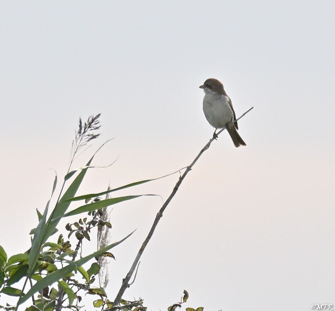 Red-backed Shrike - ML642457826