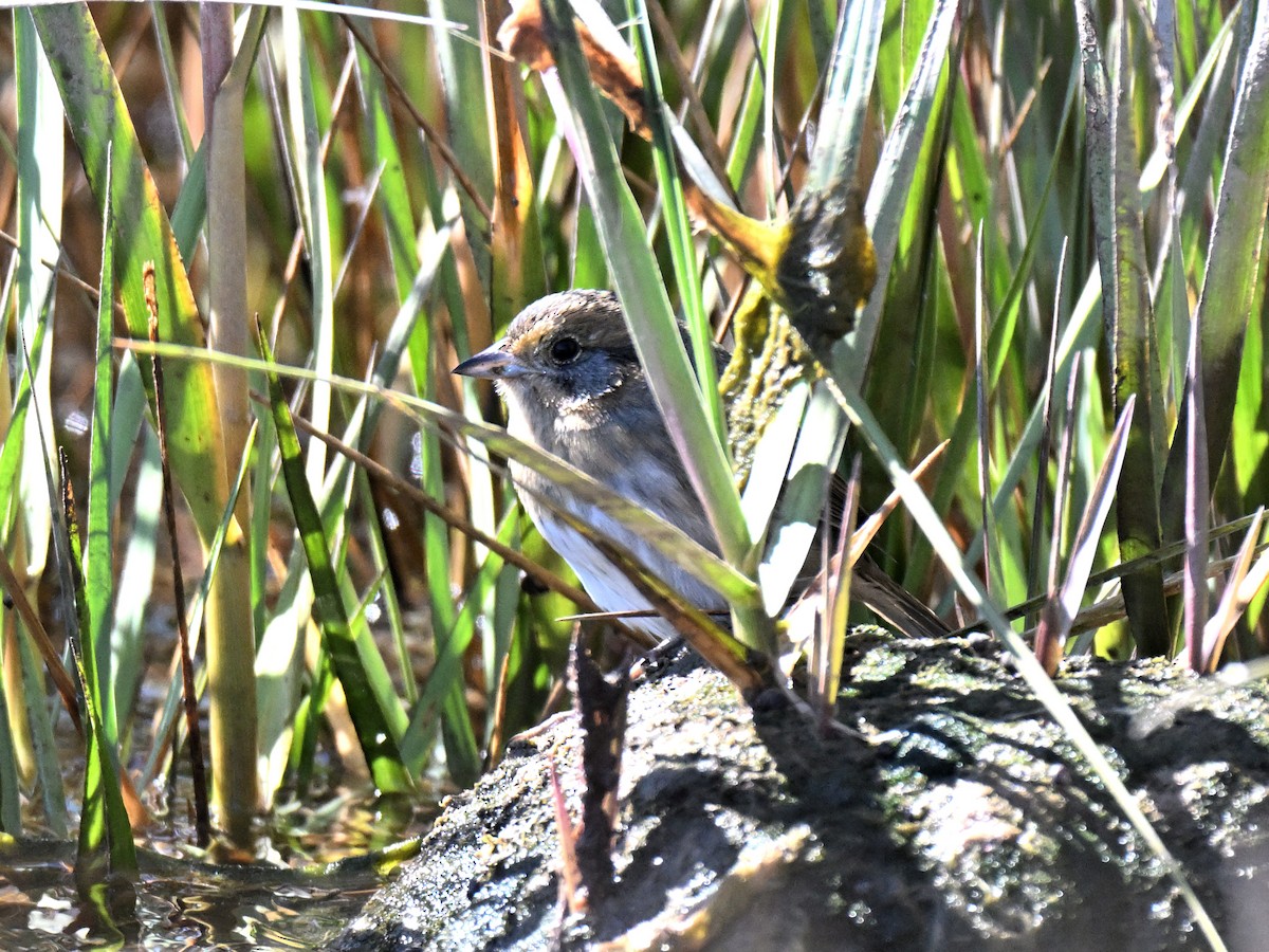 nålhalespurv - ML642457831