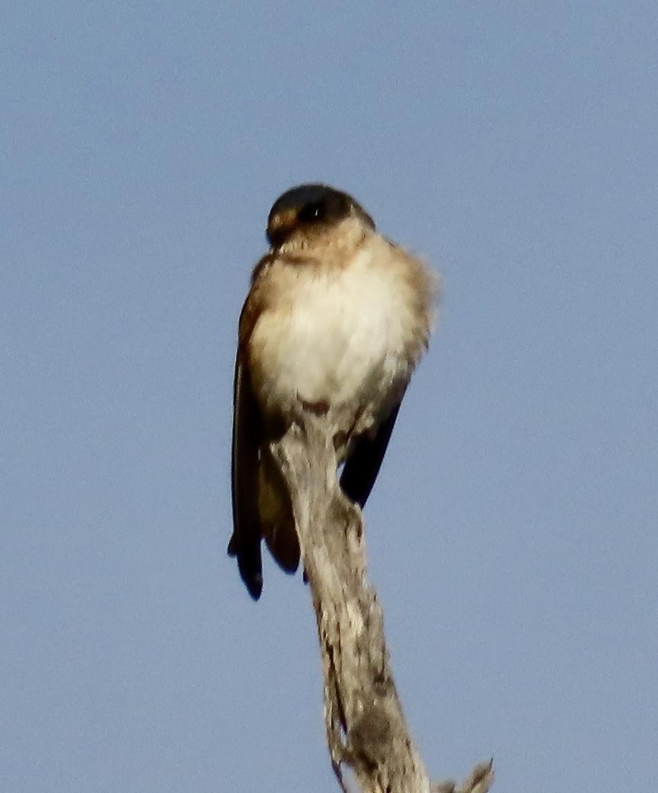 Tree Martin - ML642457833