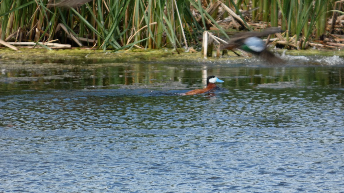 Ruddy Duck - ML642457836