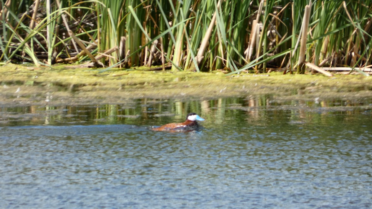 Ruddy Duck - ML642457837