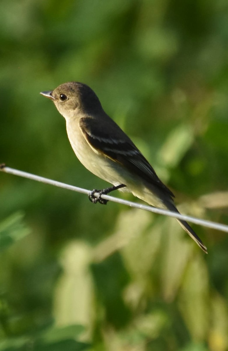 Alder Flycatcher - ML642457838