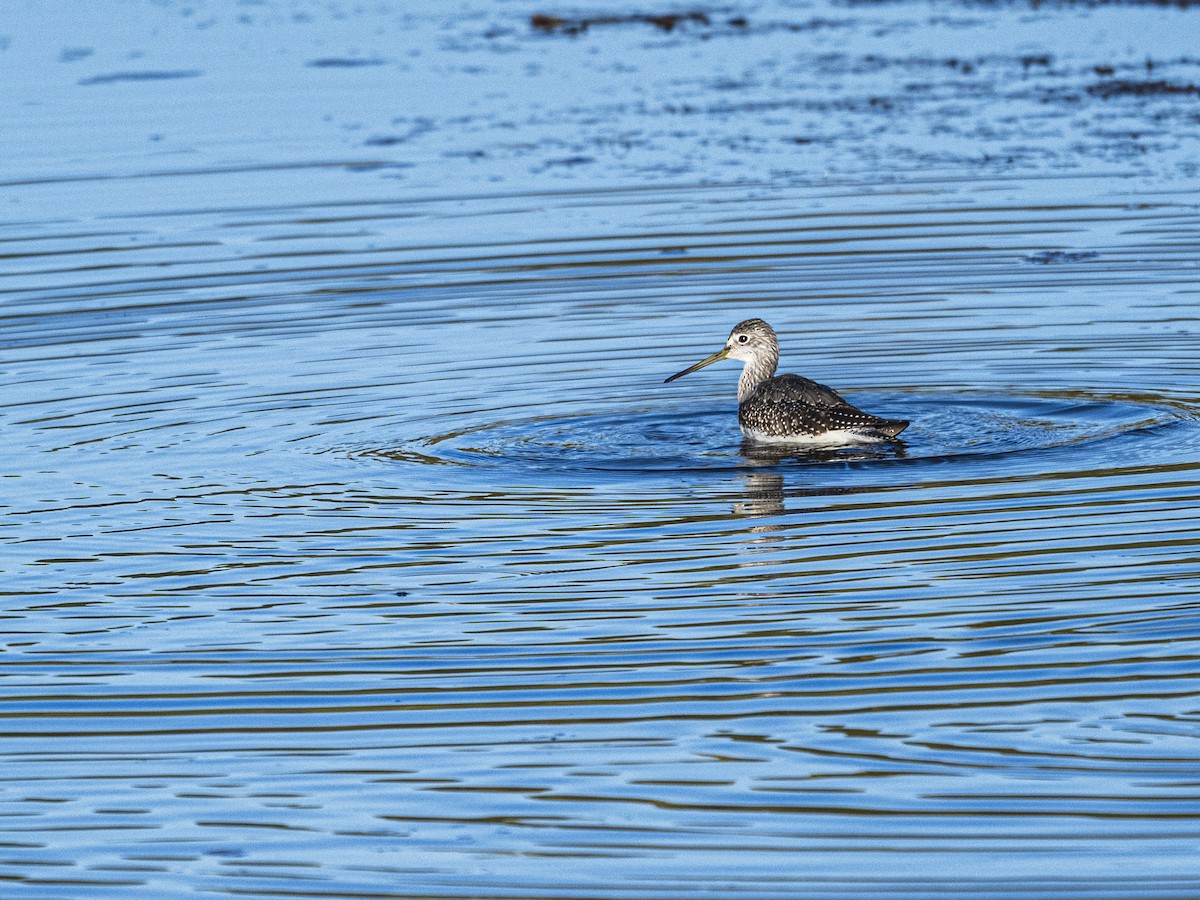 Greater Yellowlegs - ML642457839