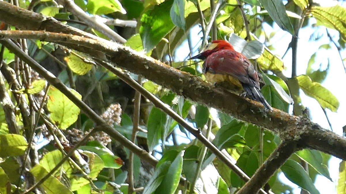 Crimson-mantled Woodpecker - ML642457840