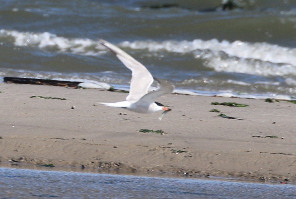 Common Tern - ML642457841