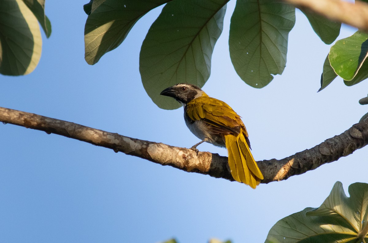 Black-headed Saltator - ML642457842