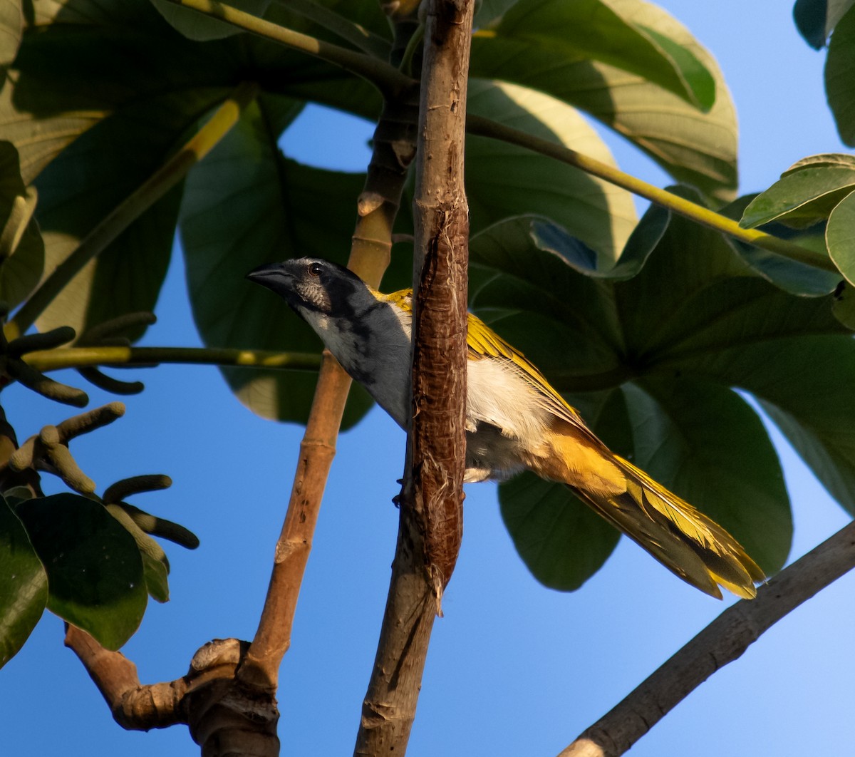 Black-headed Saltator - ML642457843