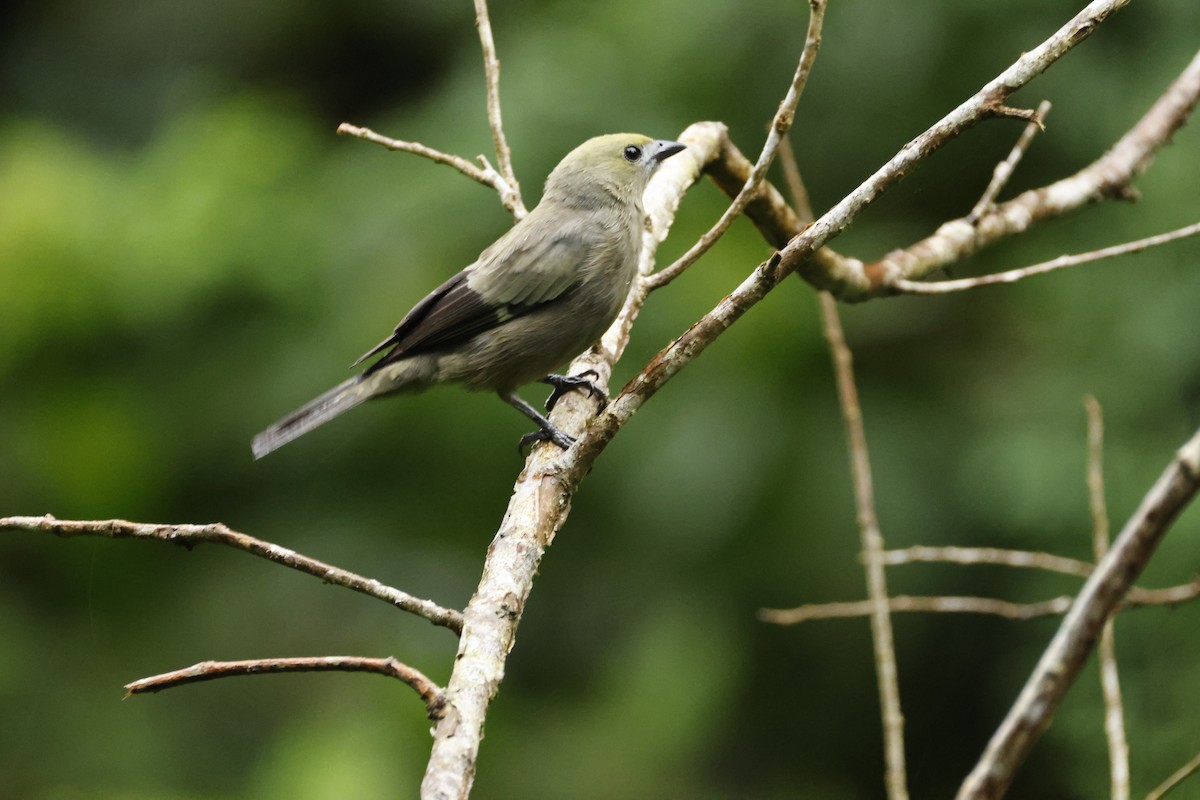 Palm Tanager - ML642457845