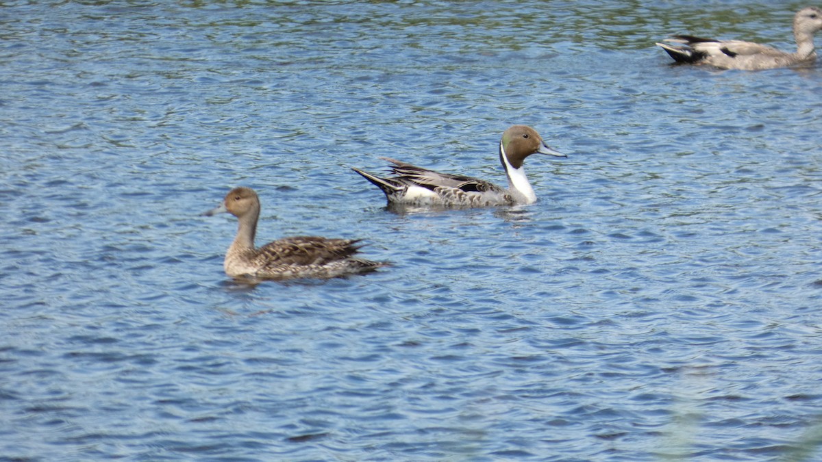 Northern Pintail - ML642457846