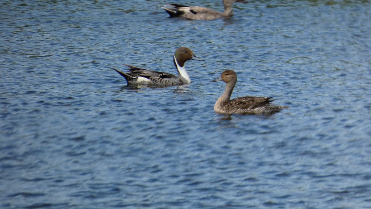 Northern Pintail - ML642457848