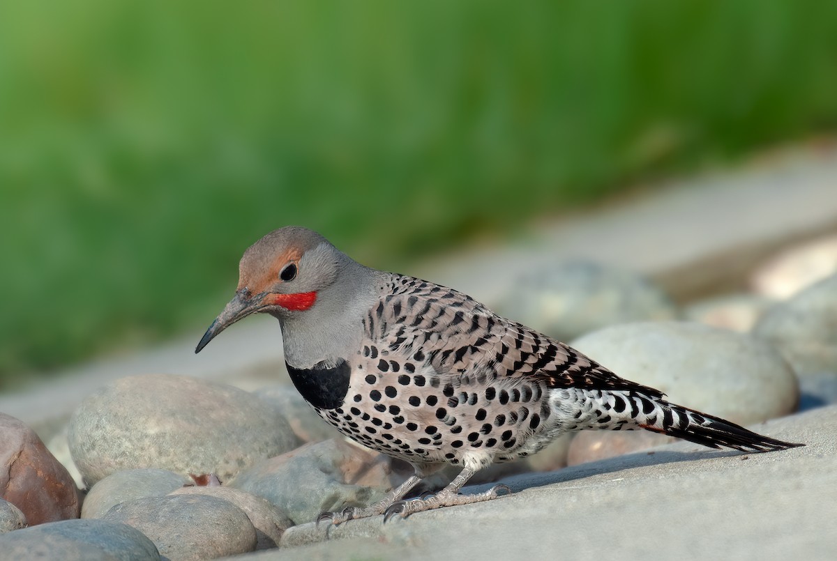 Northern Flicker - ML642457850
