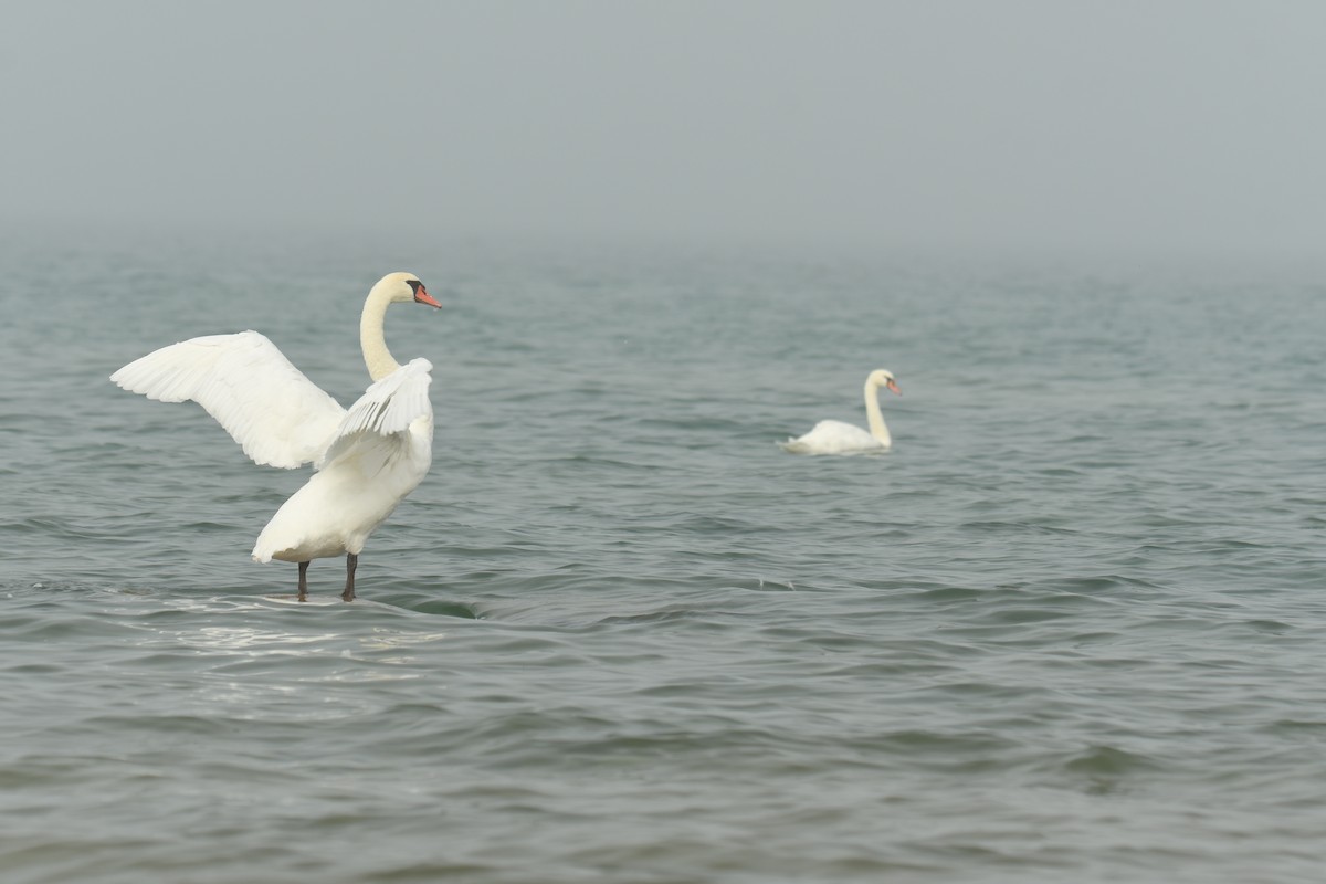 Mute Swan - ML642457851