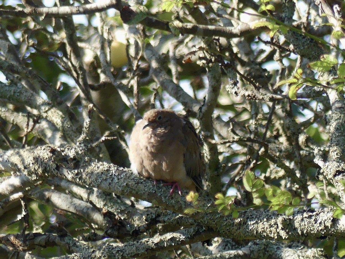 Mourning Dove - ML642457852