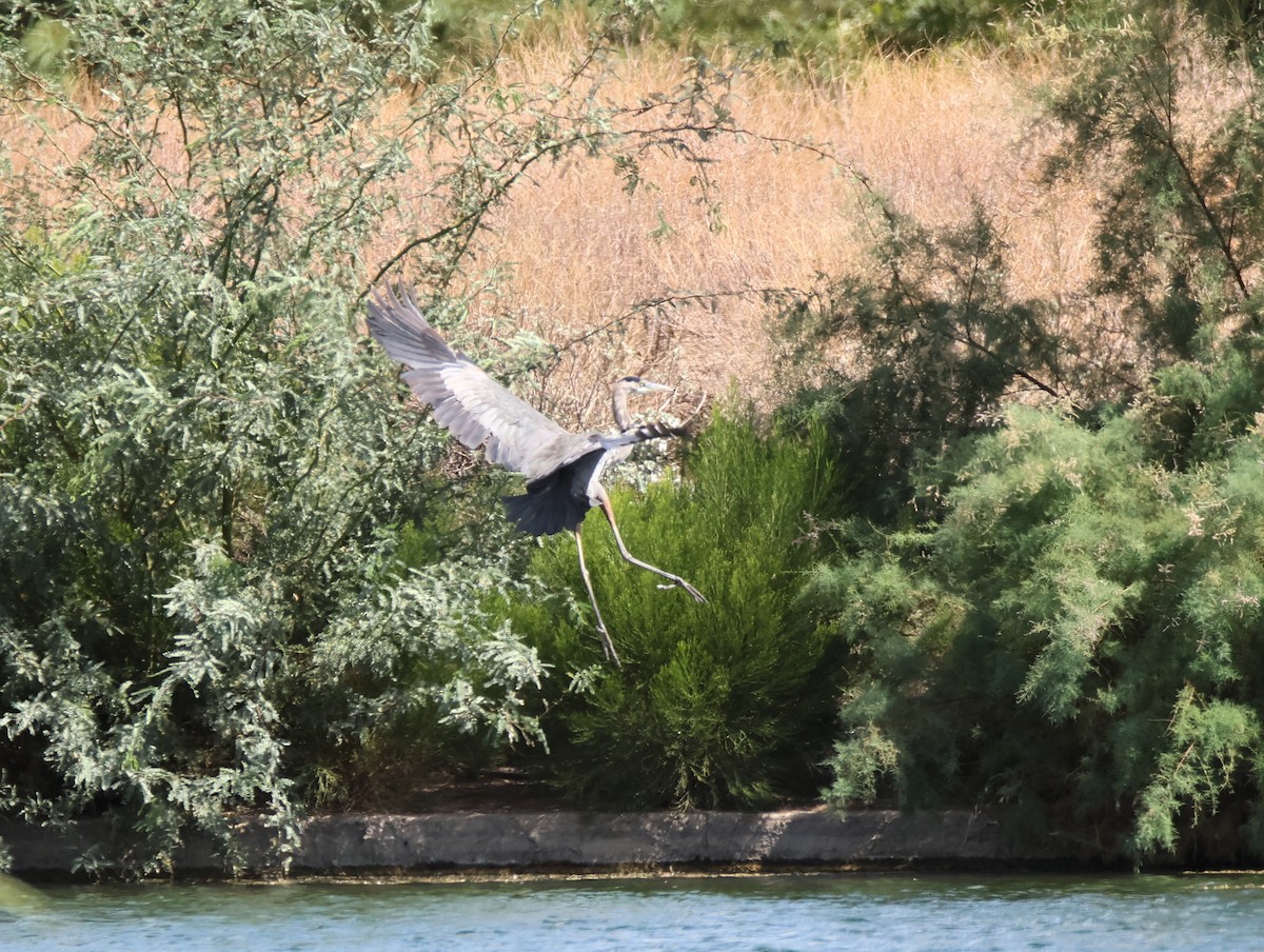 Great Blue Heron - ML642457854