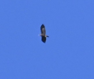 Golden Eagle - ML642457883