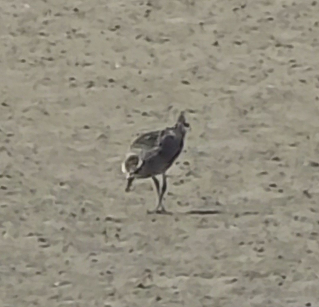 American Golden-Plover - ML642457899