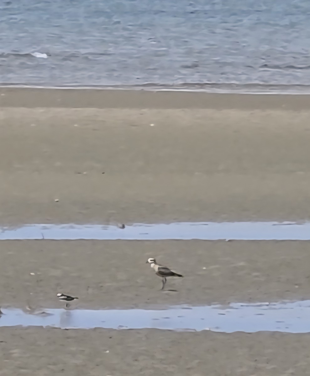 American Golden-Plover - ML642457905