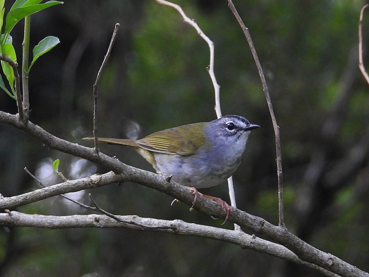 paranáparula - ML642457914