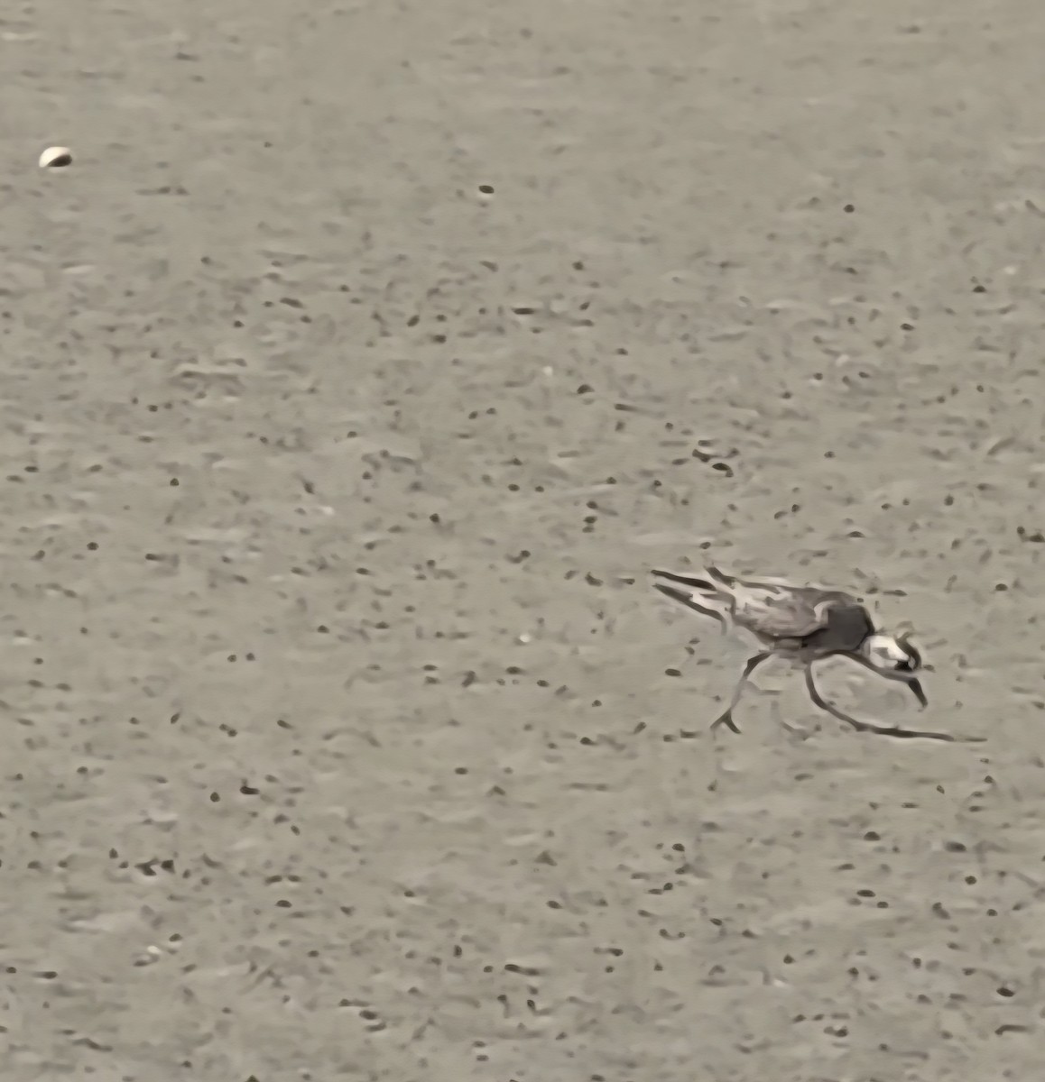 American Golden-Plover - ML642457924