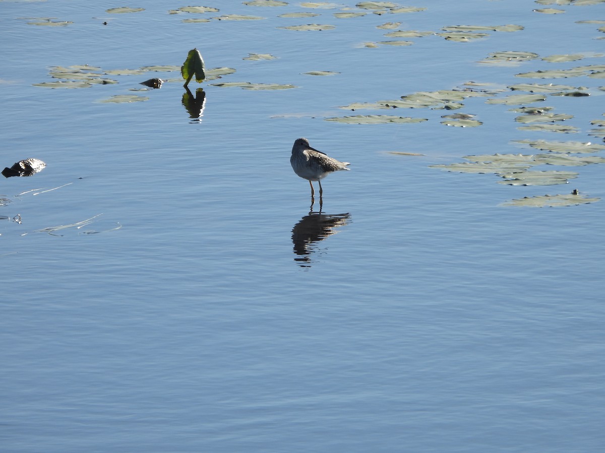 plystresnipe - ML642457928
