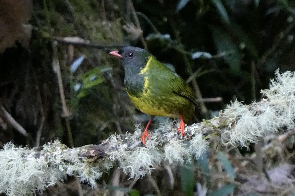 Green-and-black Fruiteater - ML642457931
