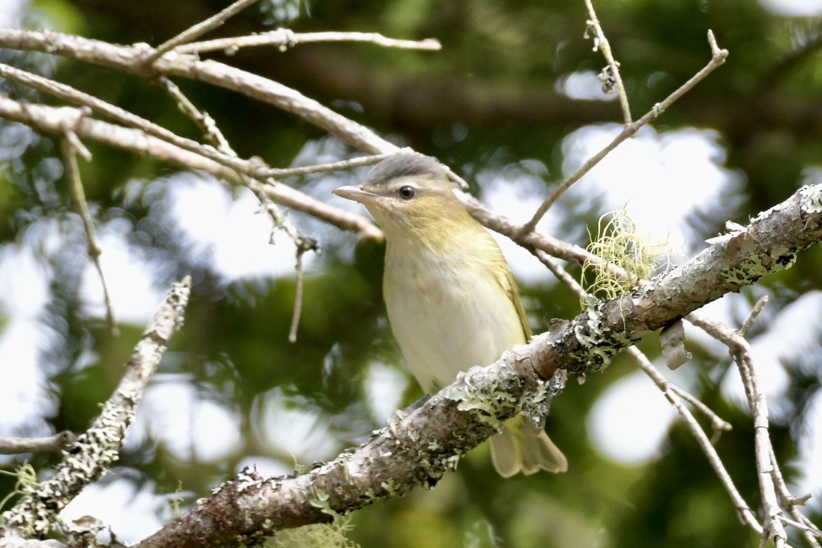 gulsidevireo - ML642457942
