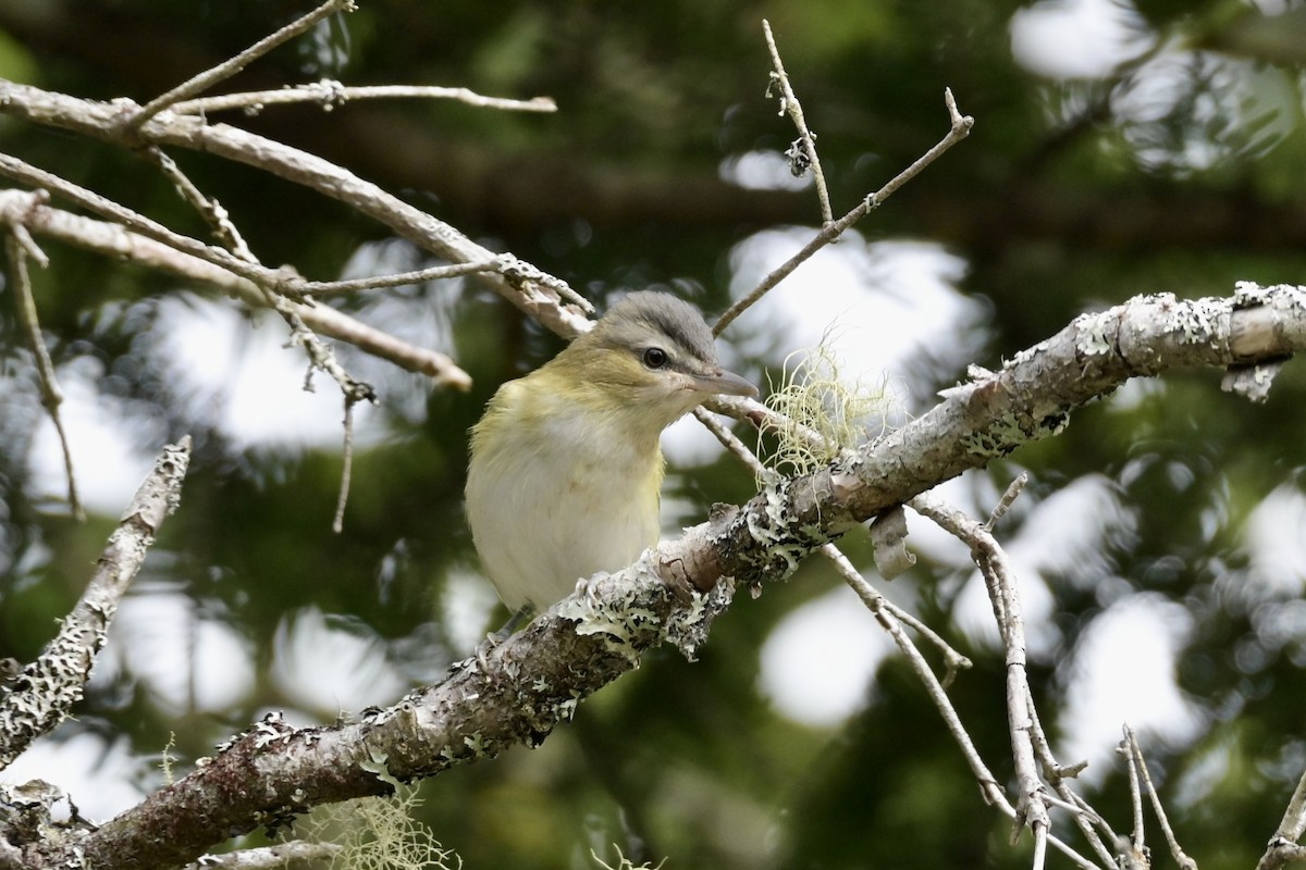 gulsidevireo - ML642457943