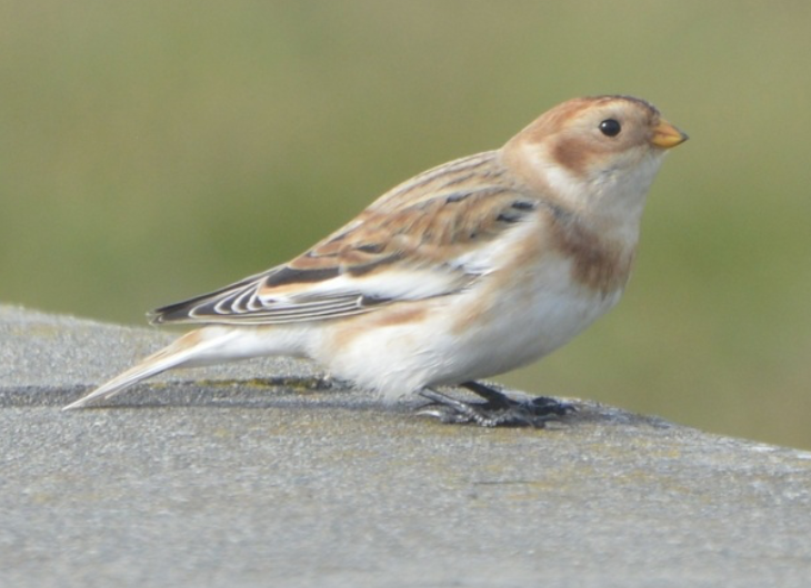 Snow Bunting - ML642457959