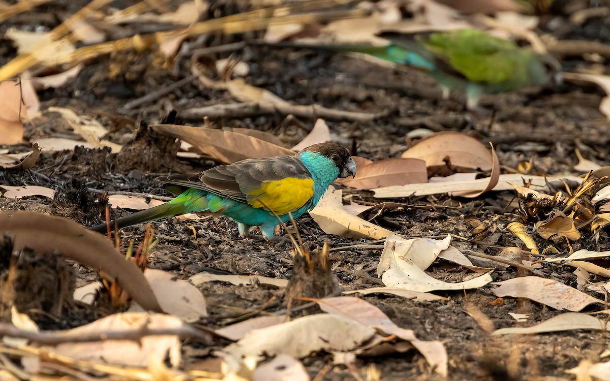 Hooded Parrot - ML642457980