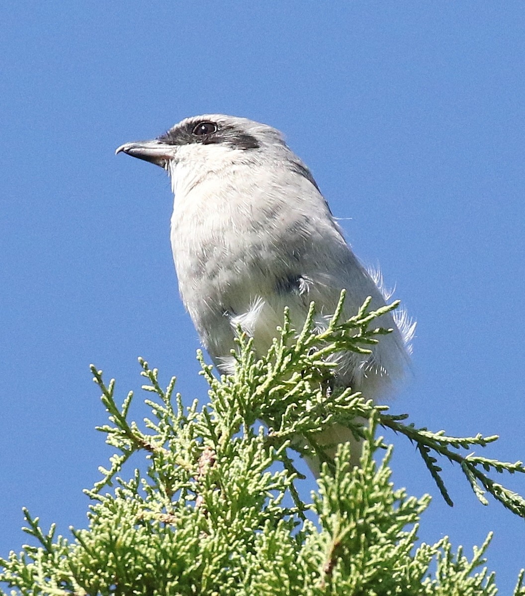 Loggerhead Shrike - ML642457985