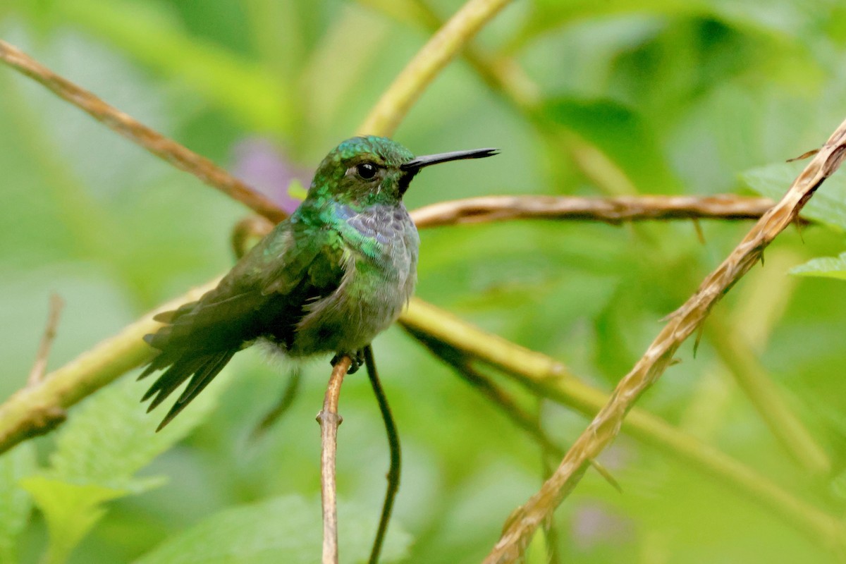 blåbrystkolibri - ML642457990