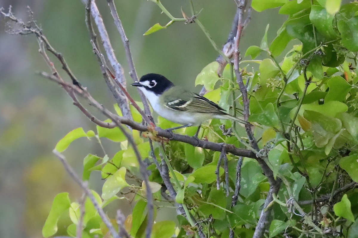 Black-capped Vireo - ML642457996