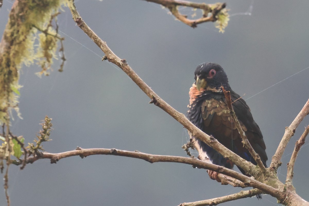 Bronze-winged Parrot - ML642457999
