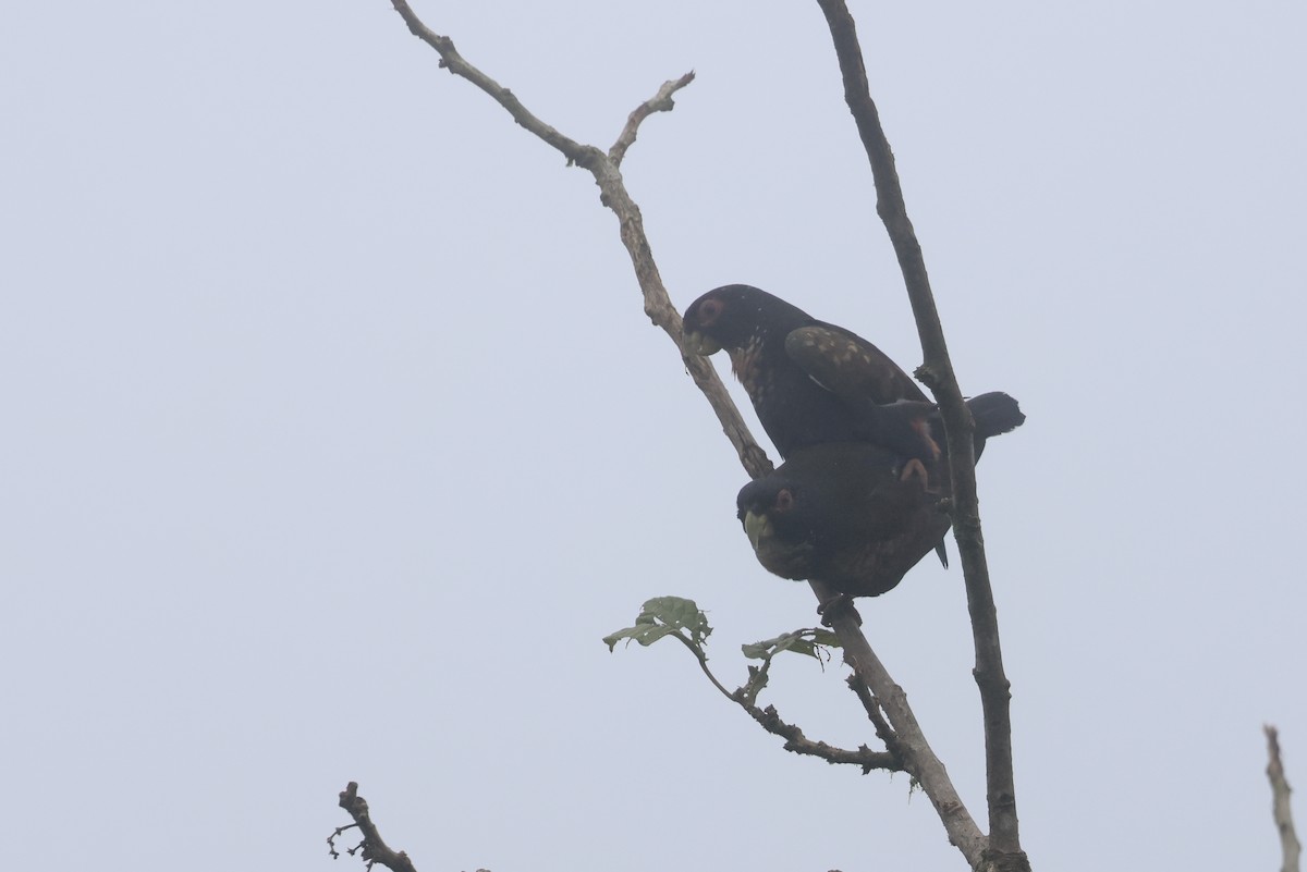 Bronze-winged Parrot - ML642458000