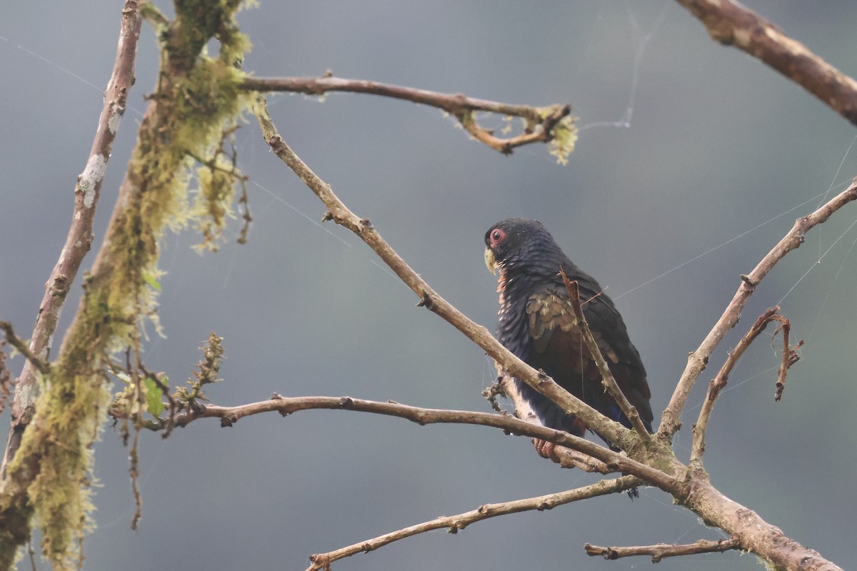 Bronze-winged Parrot - ML642458001