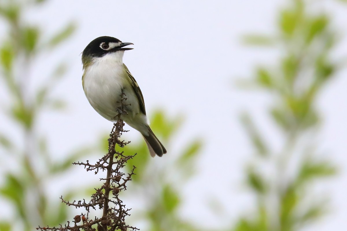Black-capped Vireo - ML642458008