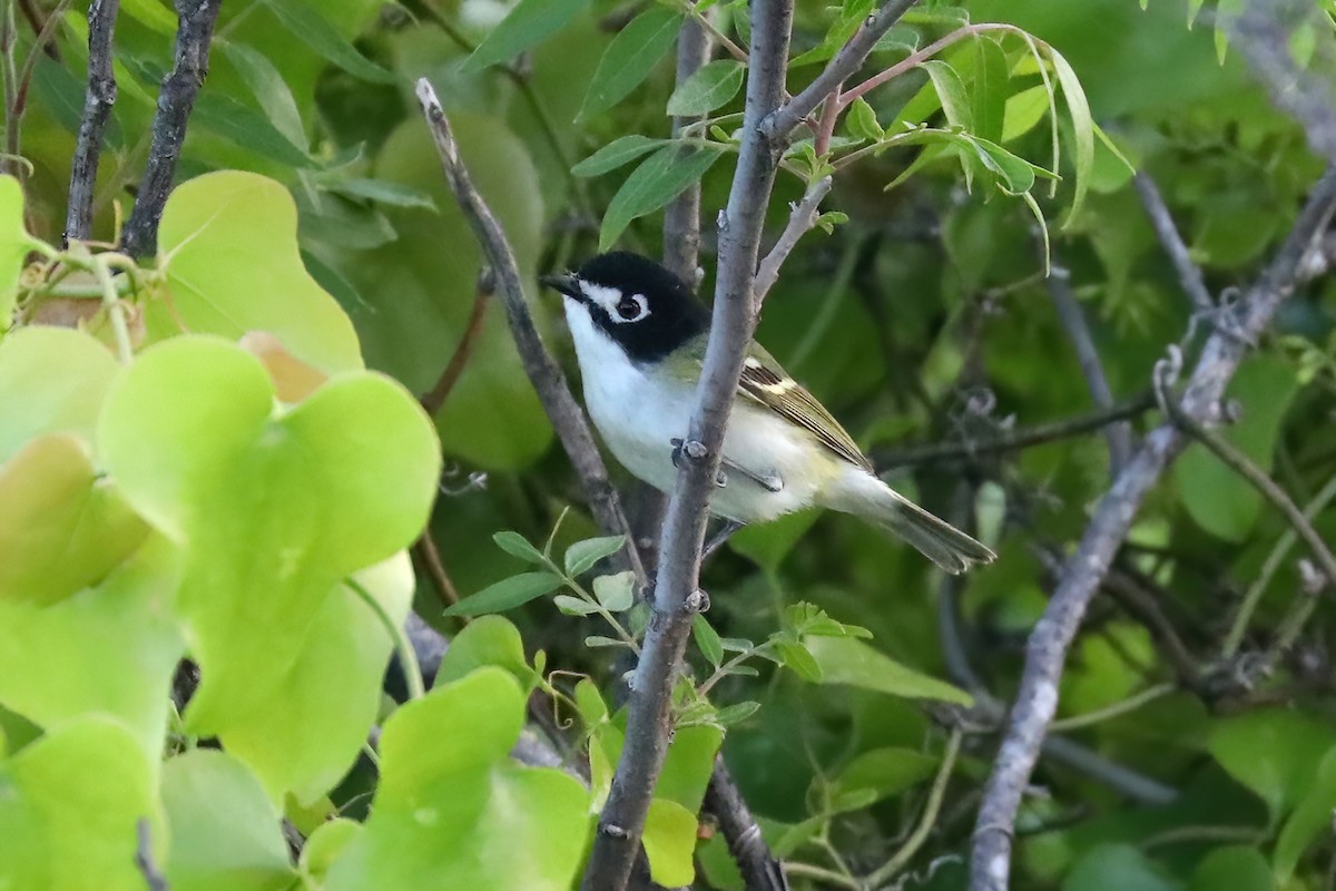 Black-capped Vireo - ML642458013