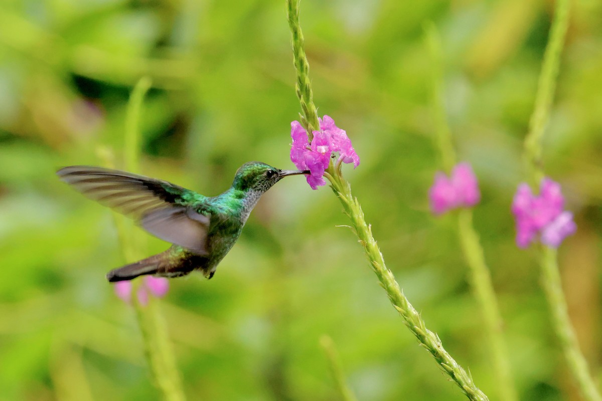 blåbrystkolibri - ML642458017